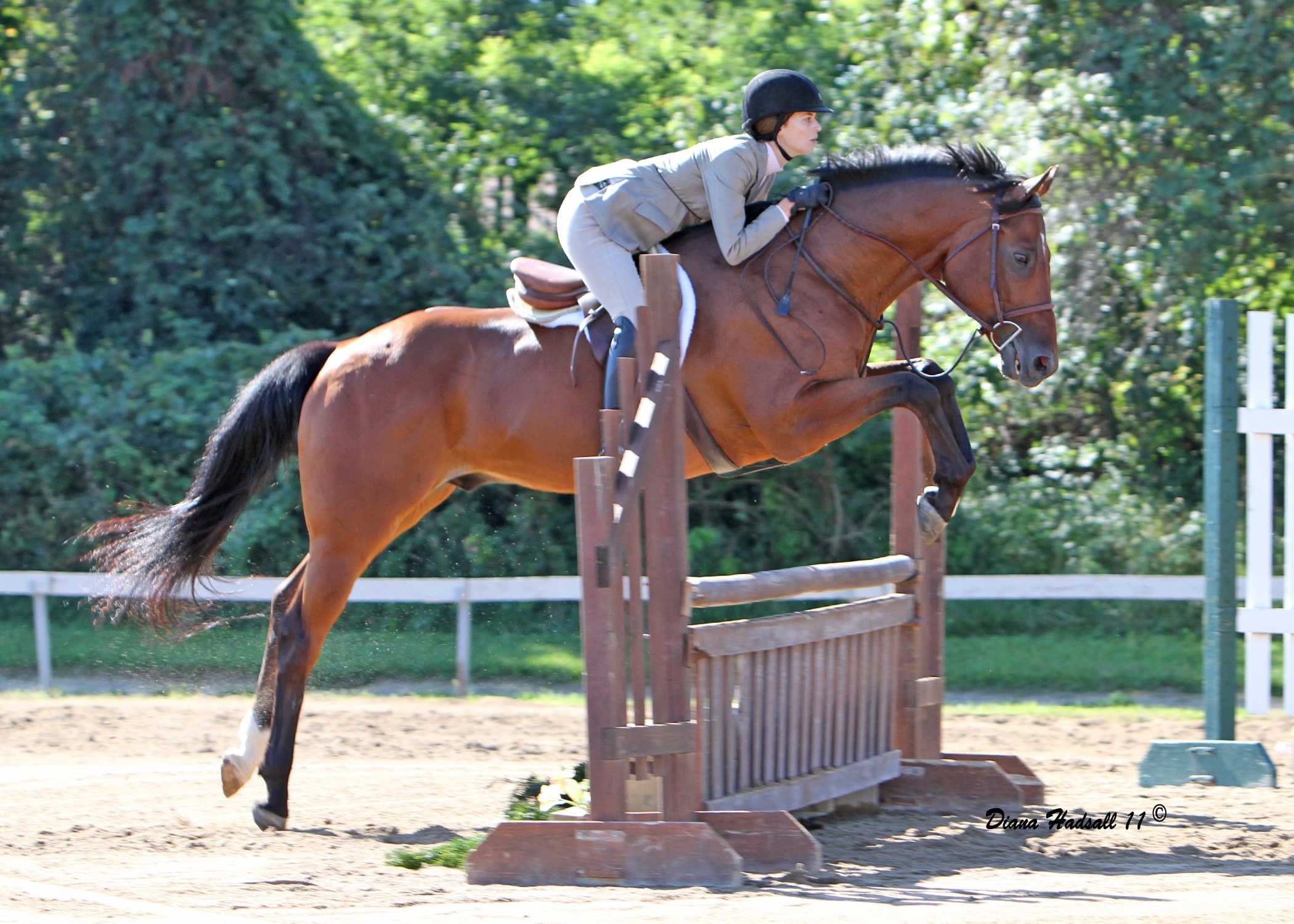 Michigan Hunter Jumper Association